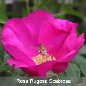 Rosa Rugosa Scabrosa